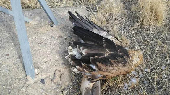 Denuncian la muerte electrocutada de un águila imperial en La Moraña