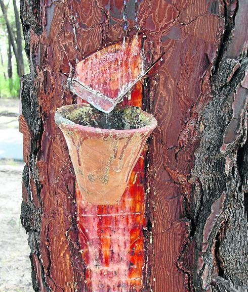 La localidad albergará la celebración de la primera fiesta nacional de la resina