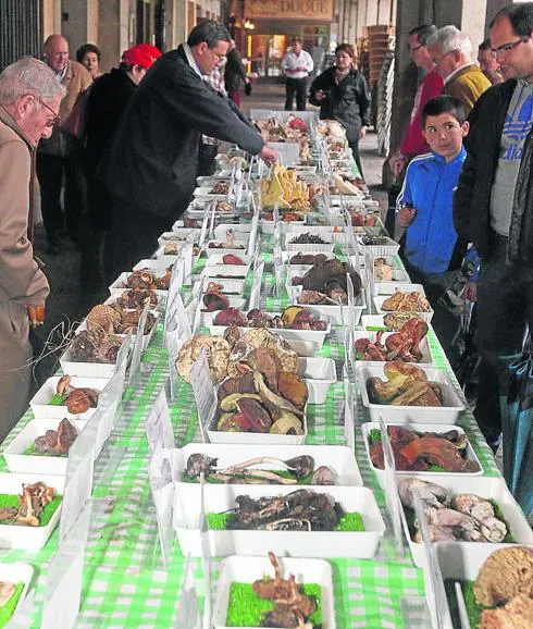Peligra la tradicional exposición de setas que se celebra en el día de San Frutos