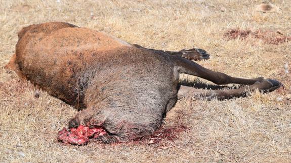 ¿Muerte legal o furtiva en Palencia?