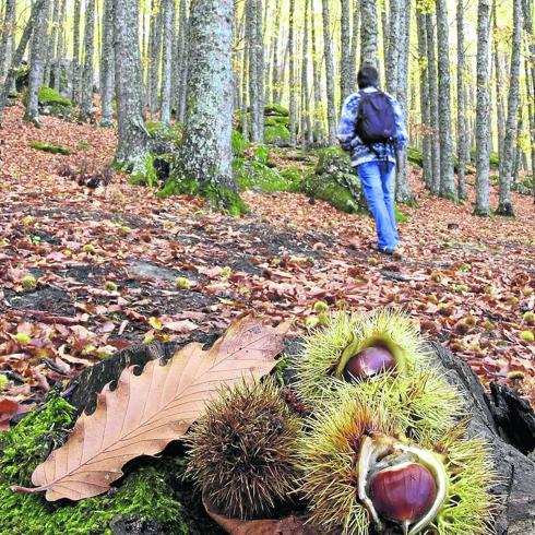 Ponencias y mesas técnicas marcan el programa de las jornadas del Castaño