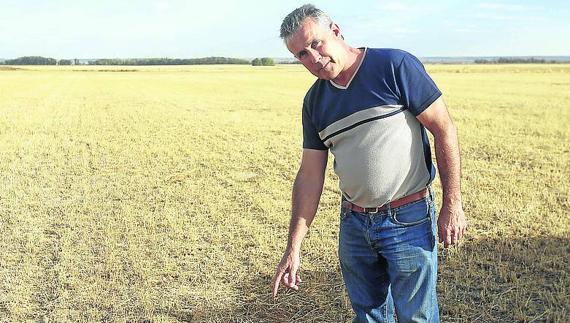 Los agricultores de Palencia insisten en que vuelve a haber una plaga de topillos