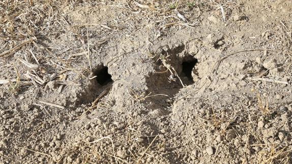 La Junta prevé autorizar la quema de rastrojos en Palencia para finales de este mes