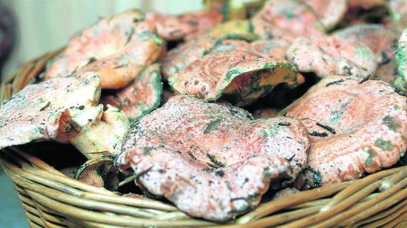 Agricultura regula este año la recolección de setas en los Montes de Valsaín