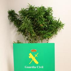 La Guardia Civil investiga a una persona por cultivar marihuana en Arévalo