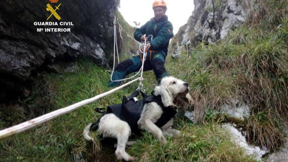 Efectivos del GREIM rescatan a un perro que se despeñó en Picos de Europa