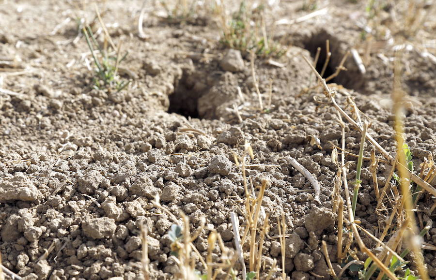 El Cerrato abre la quema autorizada de rastrojos