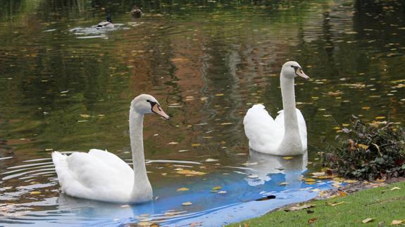 Los ecologistas rechazan los dos nuevos cisnes de Palencia