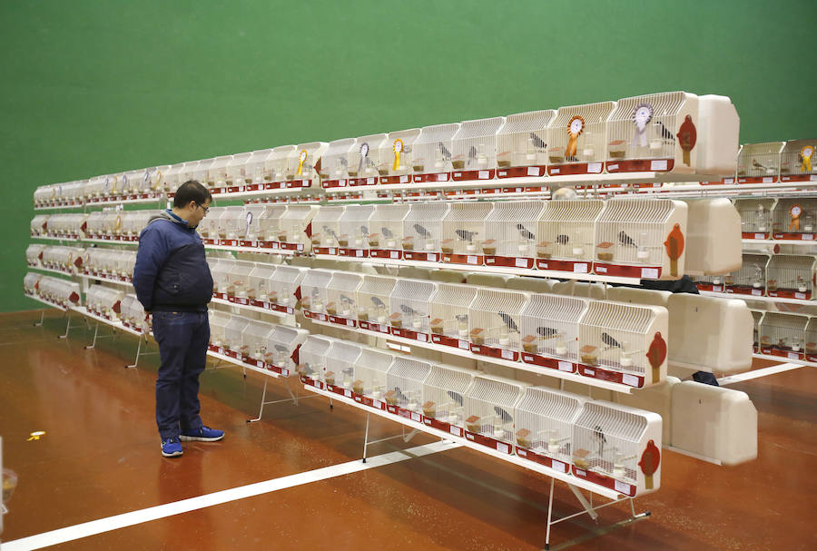 3.485 pájaros de cuatro países llegan a Palencia