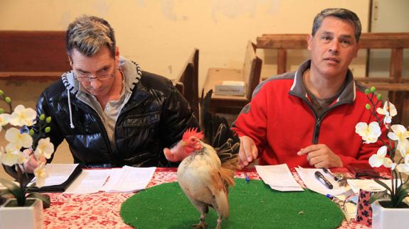 Estas son las gallinas más pequeñas del mundo