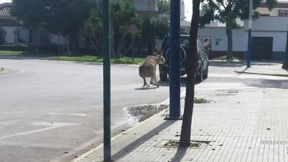 Arrastra a un burro atado por la cabeza a su todoterreno