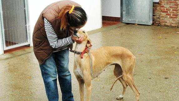 Mascotas, el nuevo medicamento