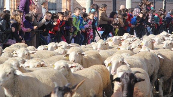 Dos millares de ovejas pasan por Arévalo para reivindicar laTrashumancia