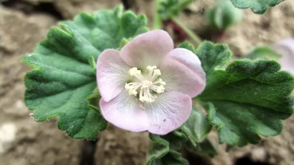 Galérida Ornitólogos acusa al Ayuntamiento de Arévalo de poner en riesgo la pervivencia de la Malvella Sherardiana