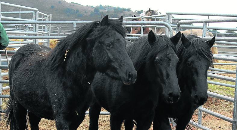 San Cebrián de Mudá inicia la cría del caballo losino