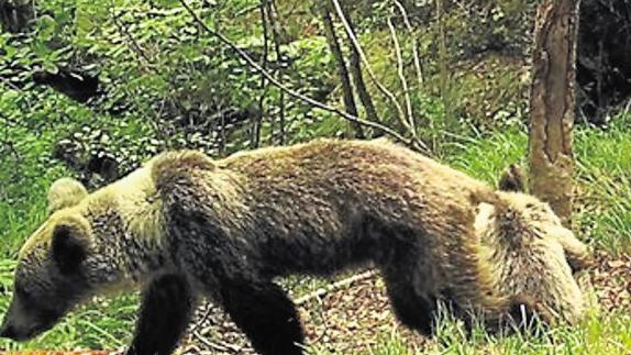 La Fundación Oso Pardo niega que la especie esté en peligro de extinción