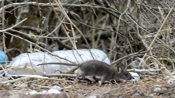 Ayudas para acabar con las plagas de ratas en los pueblos de Palencia