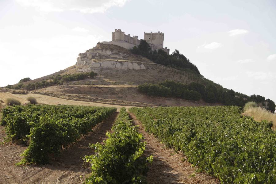 La Ribera del Duero bate su marca de ventas