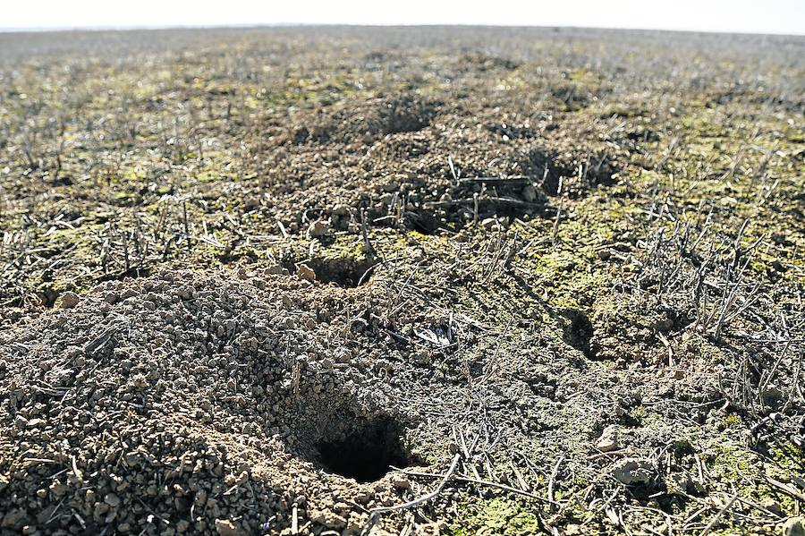 Los agricultores de Palencia temen una plaga de topillos durante la primavera