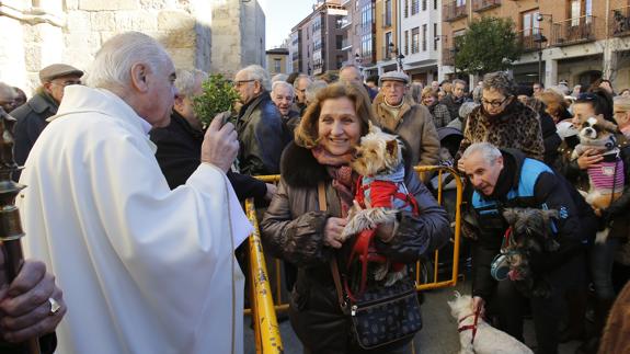 Un San Antón muy canino en Palencia