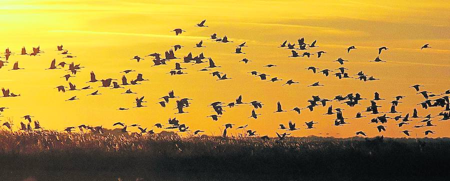 Más de 2.000 grullas europeas escogen pasar cada invierno en tierra salmantina