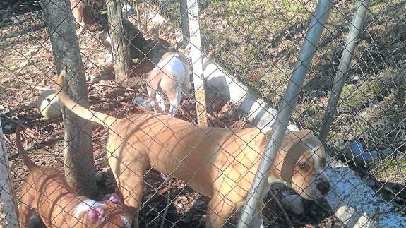 Denuncian la existencia de 14 perros peligrosos en una parcela de Pelabravo