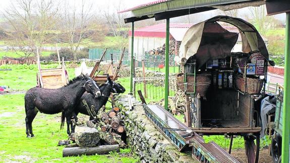 Los arrieros serán los protagonistas hoy de las Jornadas de la Matanza