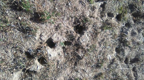 La Alianza UPA-COAG denuncia un repunte de población de topillos en las comarcas de La Moraña y Tierra de Arévalo