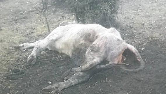 UPA-COAG denuncia que los buitres matan a una vaca y un ternero