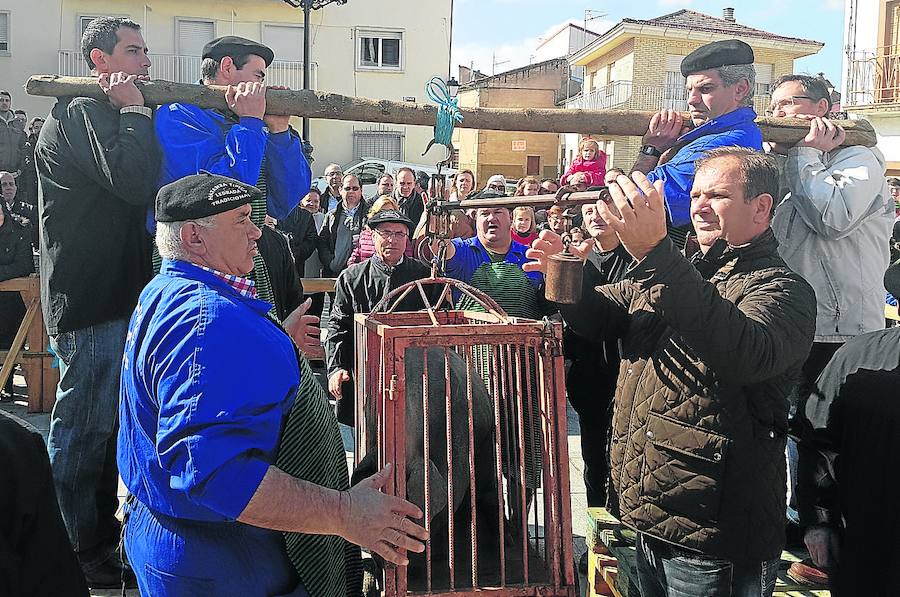 La matanza introduce el sacrificio del cerdo fuera de la Plaza tras el pesado