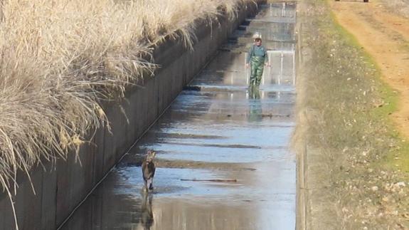 La Guardia Civil rescata a un corzo y a un jabalí del Canal de la Retención en Ribas de Campos
