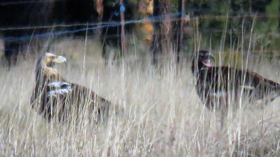El águila imperial ibérica, protagonista en el observatorio impulsado por la Diputación de Ávila en la localidad morañega de El Oso