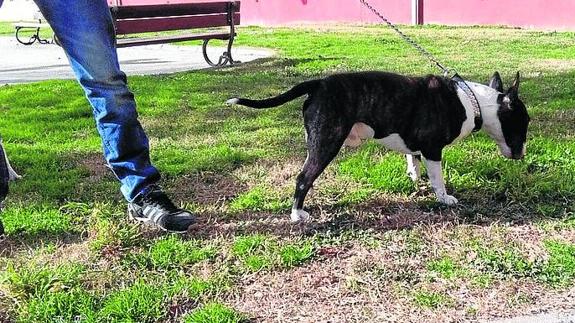 Solo el 2,5% de los perros censados en Segovia son de razas peligrosas