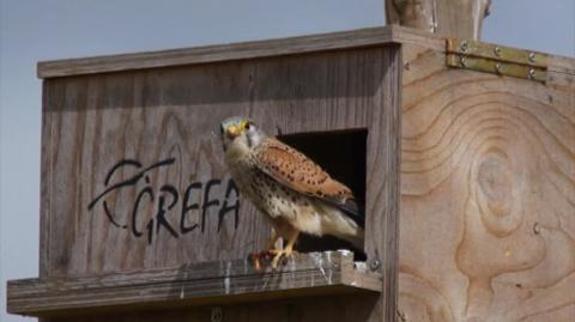 El control más natural ante una posible plaga de topillos