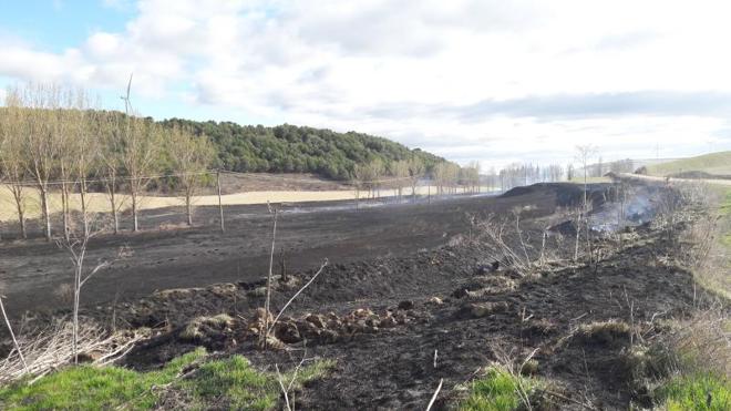 Arden 22 hectáreas de chopo y matorral en Peñaflor