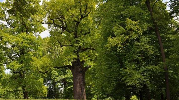 El Pino Aprisquillo, de La Adrada, décimo en el concurso 'Árbol Europeo 2017'