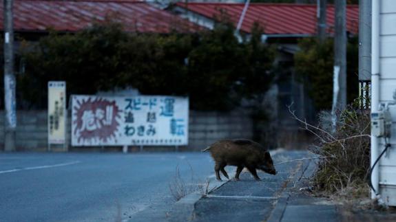 Los jabalíes radiactivos de Fukushima