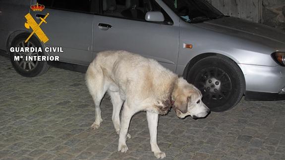 Investigado por infligir heridas graves a un mastín con un collar