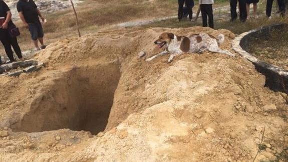 Un perro recorre tres kilómetros corriendo detrás del coche fúnebre de su dueña