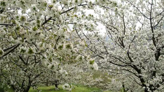 Dónde y cuándo ver los cerezos en flor
