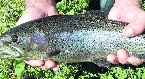 Adiós a la trucha arcoíris