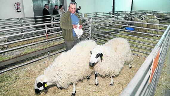 El Concurso de Raza Churra de Anche reúne a 150 ovejas de 22 ganaderías