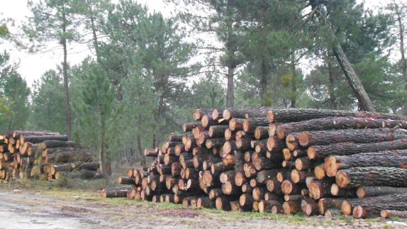 El amplio negocio de las subastas de madera en Castilla y León