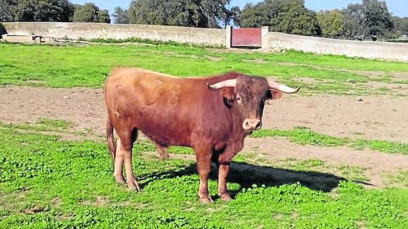 Las fiestas de agosto contarán con ocho utreros de Joselito y cinco de Ana Isabel Vicente