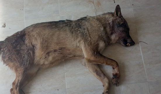 Investigan la muerte a tiros de una loba de cuatro años en un paraje de Collado Hermoso