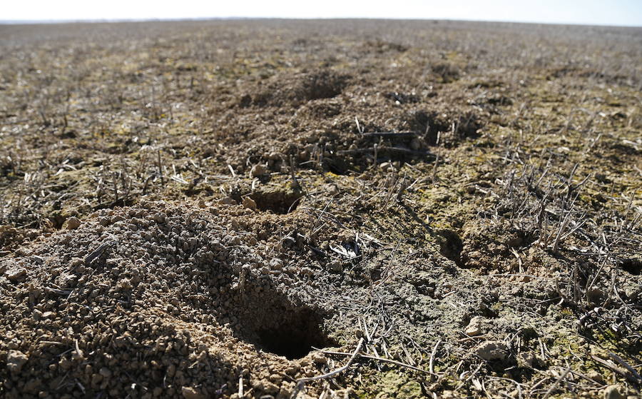 Las organizaciones agrarias fuerzan a la CHD a una reunión en Palencia para analizar la grave sequía