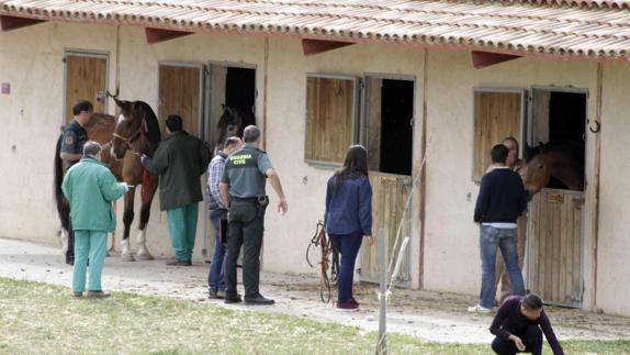 Mueren tres caballos de inanición en un centro ecuestre de Valladolid