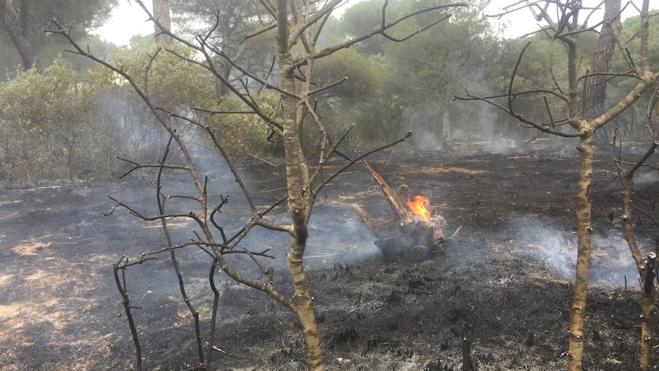 Arden seis hectáreas de pinar en Villanueva de Duero