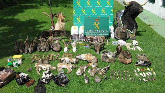 Desmantelan un taller de taxidermia en Íscar e investigan a su propietario