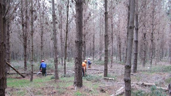 Medio Ambiente valora la labor de la Asociación Forestal de Soria tras recibir el Elinor Ostrom Award